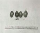 Click for 1 image(s) for this accession. FRUIT